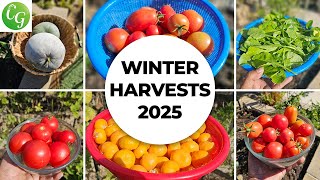 Winter Gardening Guide: Harvesting Ash Gourd, Mandarins, Spinach & Tomatoes! ❄️🌱