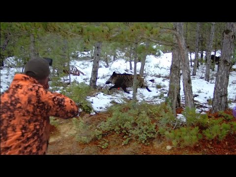 Karda yaban domuzu avı / Wildboar hunting