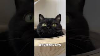 【#一只黑糖啵啵】请收看脆皮小猫3年爆改大卡车! #我命由我不由天#黑猫#带来幸运的黑猫