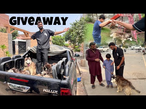 Finally Dogs Giveaway Hogea Hai๐Sb Winners K Ghr ja K Dogs De Aiyโค๏ธ
