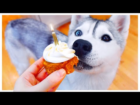 Husky Helps Make BIRTHDAY PUPCAKES! (And taste tests every ingredient first!)