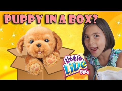 ANOTHER PUPPY IN A BOX???  Jillian gets Little Live Pets Snuggles!