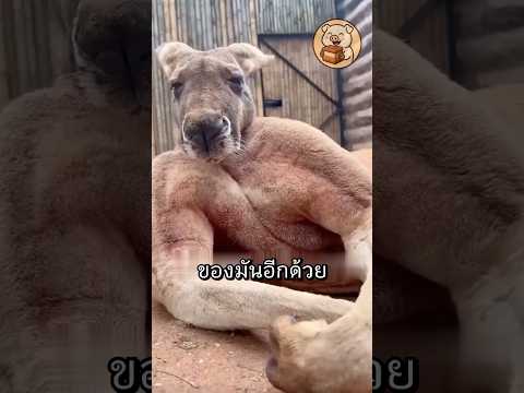 จากศัตรูสู่มิตรภาพเมื่อกาช่วยจิงโจ้พ้นทุกข์  #animals #สัตว์โลกน่ารัก #shorts