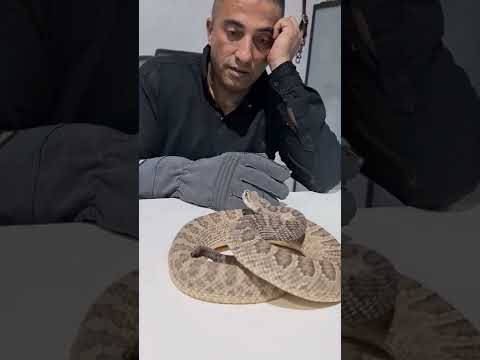 ماذا يحدث عندما تقترب من افعى الجرس المجلجله #shorts