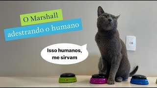 O Marshall adestrando o humano 🫡🐱Se você quer comprar Churu com desconto, cupom TRIGATOS😸 #trigatos