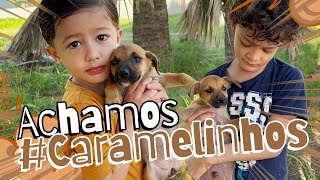 POBRES CACHORRINHOS ABANDONADOS NO TERRENO BALDIO