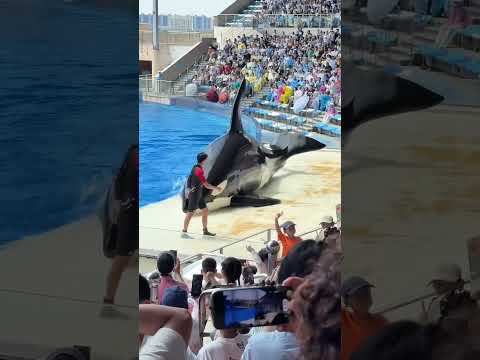 Unbelievable Suddenly the dolphin came out of the water #shortsvideo