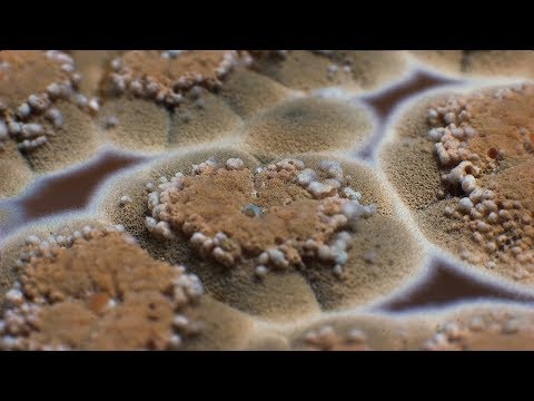 Mold Time Lapse - YouTube