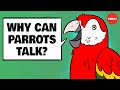 Understanding Parrots: Speech and Behavior