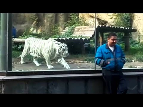 15 Times Where The Glass Was ALMOST Not Strong Enough!