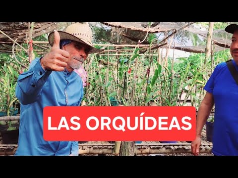 LAS ORQUÍDEAS