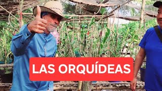 LAS ORQUÍDEAS