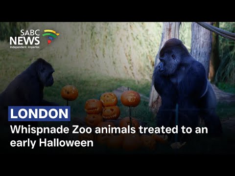 YouTube video thumbnail: Whispnade Zoo Animals Treated to An Early Halloween