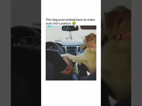 Funny dog moment 🤣 #doglover #doglovers #dog #dogshorts #cutedogs #fyp #cuteanimals #shorts