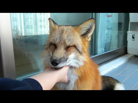 볼수록 매력터지는 여우의 필살애교(with.캣폭) l Funny Adorable Fox