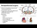 Retroperitoneal and Intraperitoneal Organs