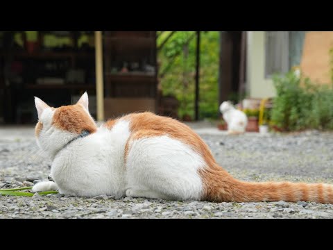 ちろと野良猫　250707