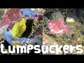 Marine Life and the Pacific Spiny Lump Sucker