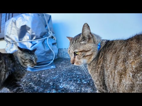 「コラ、そこはオレのシマだ！」路地裏でちゅーるもらってた猫、ヤクザ猫に詰められる💢