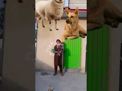 #only #Qurbani#animals#halal islamicshorts#youtubeshorts