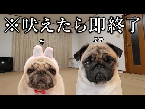 犬が吠えたら即終了 生配信