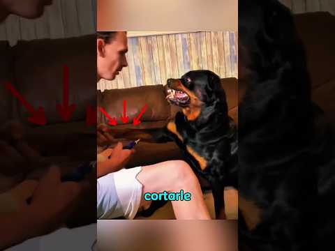 Este rottweiler le gruñe a su dueño por cortarle las uñas #rottweiler