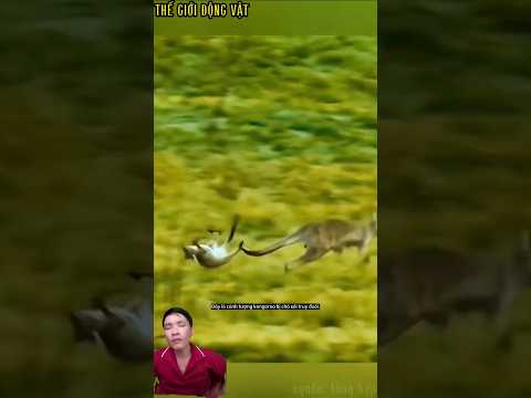 Kangaroo mẹ bị chó sói truy đuổi vô tình làm rơi con. #shortvideo #shorts  #thegioidongvat.
