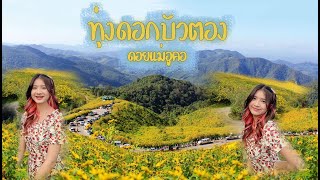 รีวิว ไปทุ่งดอกบัวตอง ตอนใกล้จะโรย