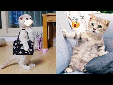 Funniest Animals - Best Of The 2021 Funny Animal Videos #40