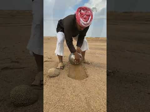 Dessert of Madinah | After Rain in Madinah Dessert | Water in Dessert #shorts