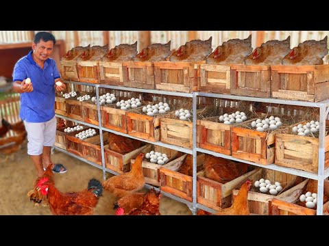 Harvesting dozens of eggs from my newly built chicken nest ( WE HAVE NEW FARM ANIMALS)