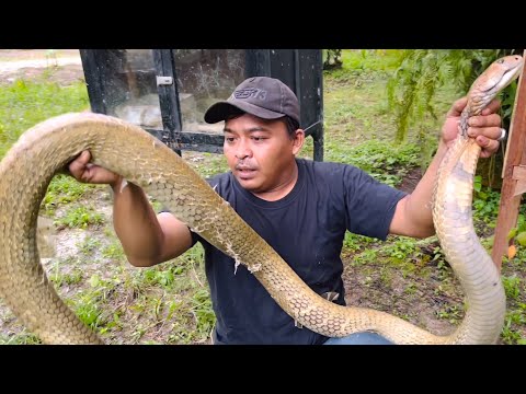 MENDEBARKAN SOSOK ULAR KING COBRA RAKSASA BERUBAH MONSTER GALAK | KING COBRA | ULAR