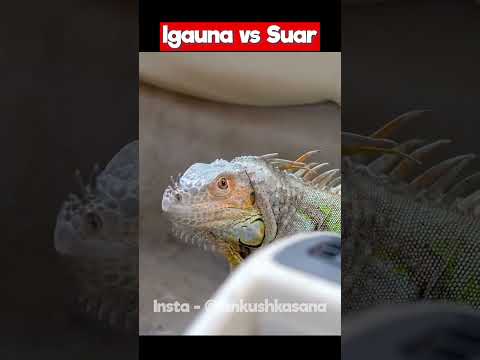 Iguana vs Suar 🦎🤣 | Kasana Ji | #shorts