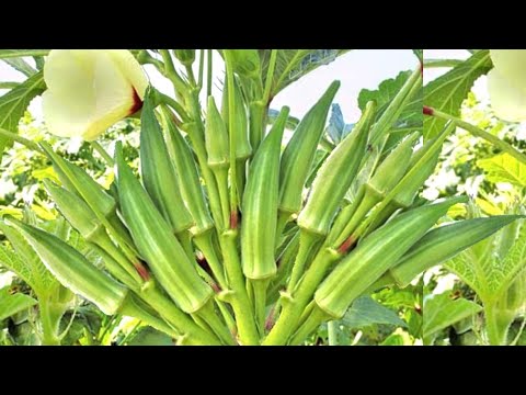 NUNCA MAIS PLANTE QUIABO!!!
