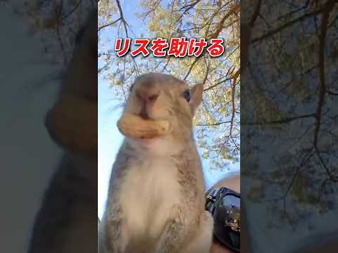 困っているリスを助けたら、、 #動物 #リス #animals #動物のいる暮らし