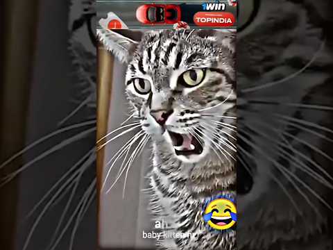 Cat funny video😂 😼 #catcomedy #kucinglucu #funnycat #cats #mushuklar #funtime