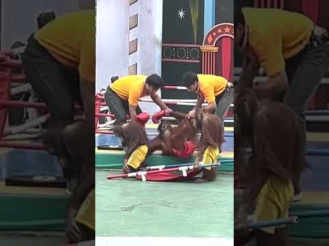 Orangutan Ambulance 🚑