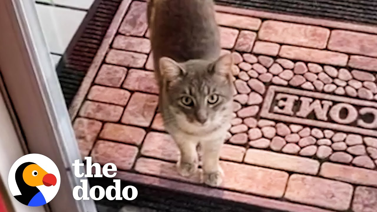 Family Discovers Cat Living Under Their Porch Watch What Happens Next! Cat Crazy