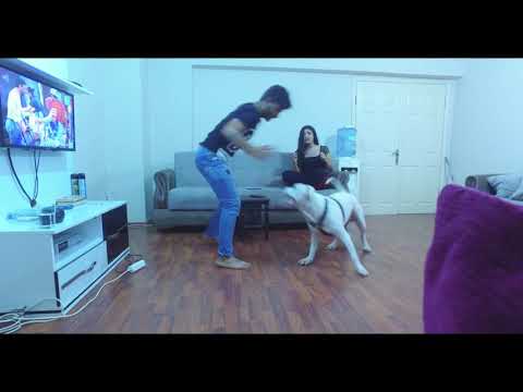 KADINA ŞİDDETE KÖPEK BİLE DUR ARTIK DEDİ #kadınaşiddetehayır