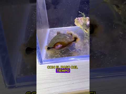 #youtubeshorts #animals