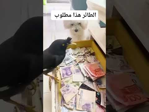 ‏الطائر هذا مطلوب حي او ميت 💀 😂￼