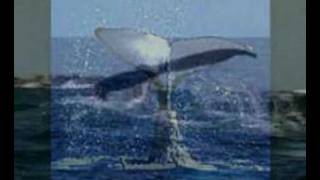 Whale Call Dreaming