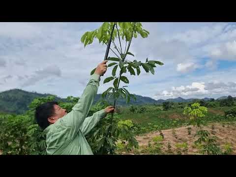 Tav ntoo yas kom muaj ceg ntau thiaj muaj txab ntau 29/6/2025
