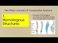 Comparative Anatomy and Evolution Concepts