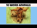 Unique Animal Abilities and Traits