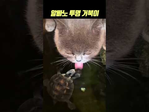 미스테리 전설의 실체🔥알빠노 투명 거북이