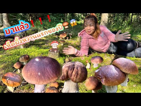 เก็บเห็ดผึ้งหวานแรกของปี2024มาช้าแต่ทันนะ🍄‍🟫🌿🇫🇮