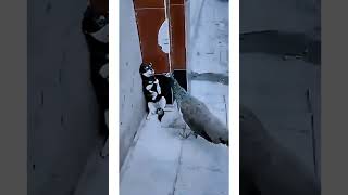 funny animal videos you haven't seen in life try not to laugh 😂😂😂