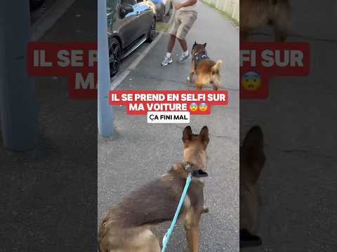 C’était pas loin 😨 Nino a voulu défendre Adès #ninolemalou #malinois #ades #mercedes #voiture