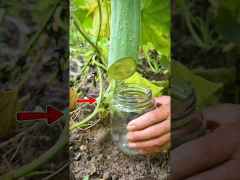 How to get water out from inside cucumber #assamtezpur